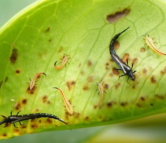 Боремся с трипсами! - Вредители и болезни Трипсы, или пузыреногие (лат. Thysanoptera)