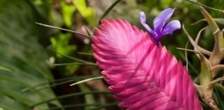 Тилландсия синяя (Tillandsia cyanea)