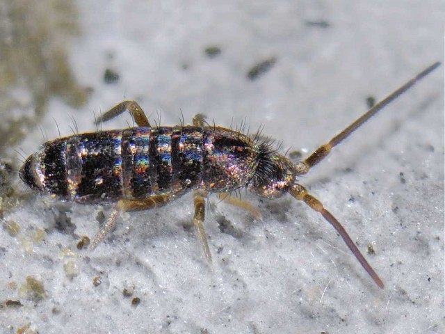 Коллембола Tomocerus vulgaris Коллембола Tomocerus vulgaris