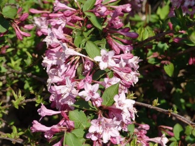 Вейгела 'Pink Princess' Вейгела 'Pink Princess'