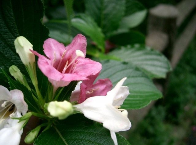 Вейгела корейская (лат. Weigela coraeensis) Вейгела корейская (Weigela coraeensis)