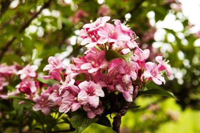 Вейгела цветущая (Weigela florida) Вейгела цветущая (Weigela florida)