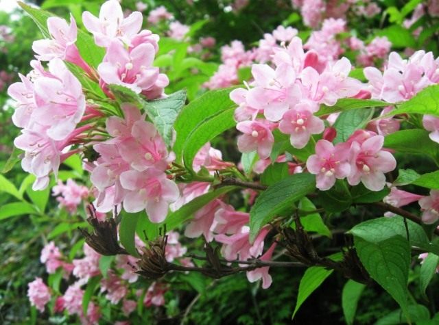 Вейгела садовая (лат. Weigela hortensis) Вейгела садовая (Weigela hortensis)