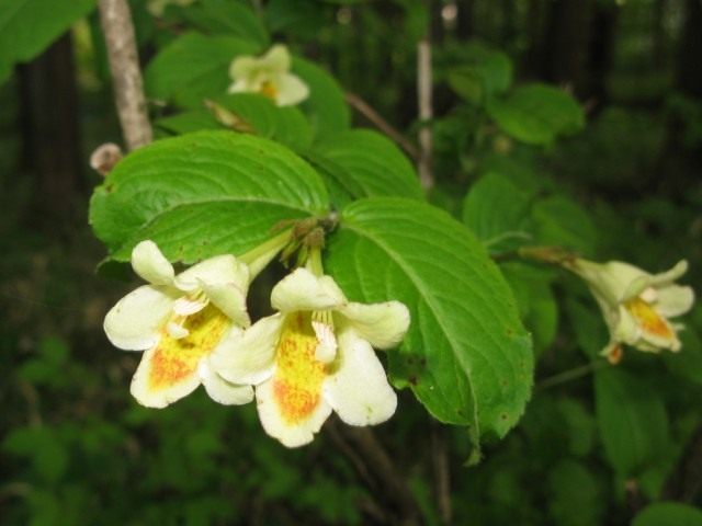 Вейгела Максимовича (лат. Weigela maximowiczii) Вейгела Максимовича (Weigela maximowiczii)