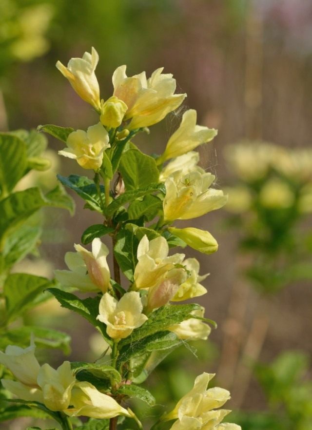 Вейгела Миддендорфа (лат.Weigela middendorffiana) Вейгела Миддендорфа (Weigela middendorffiana)