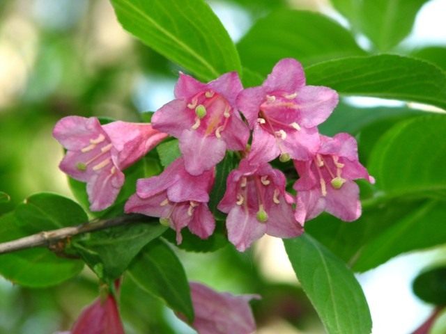 Вейгела ранняя (лат. Weigela praecox) Вейгела ранняя (лат. Weigela praecox)