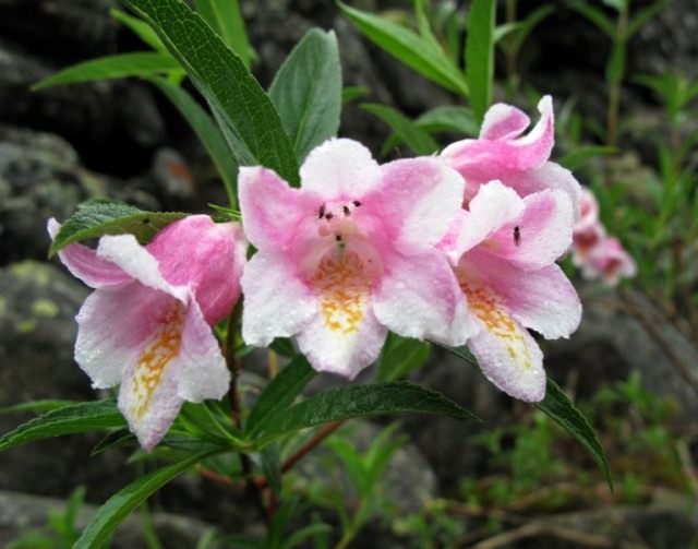 Вейгела приятная (лат. Weigela suavis) Вейгела приятная (Weigela suavis)