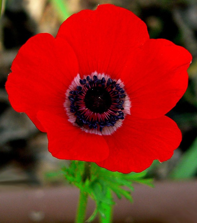 Анемона корончатая (лат. Anemona coronaria) Анемона корончатая (лат. Anemona coronaria)