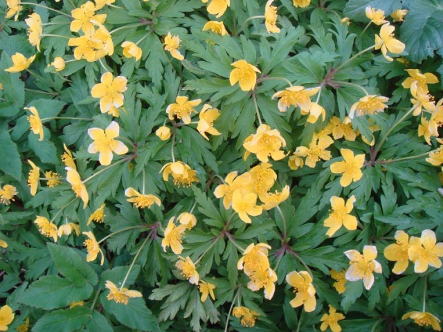 Ветреница лютичная (лат. Anemone ranunculoides) Ветреница лютичная (лат. Anemone ranunculoides)
