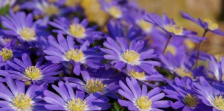 Анемона нежная (лат. Anemone blanda)