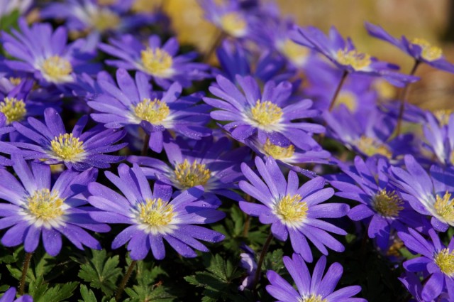 Анемона нежная (лат. Anemone blanda) Анемона нежная (лат. Anemone blanda)
