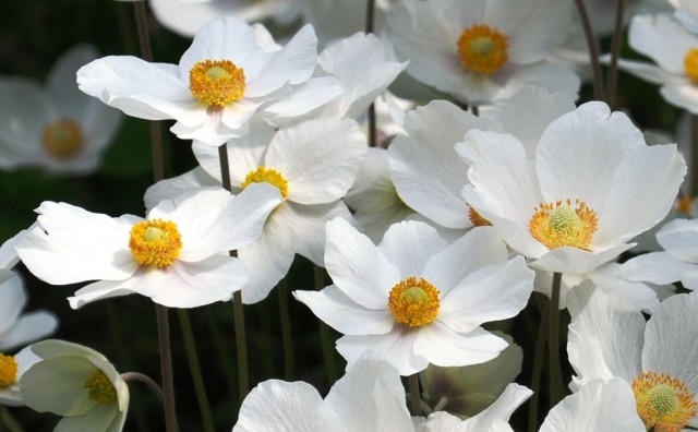 Ветреница лесная (Anemone sylvestris) Ветреница лесная (Anemone sylvestris)