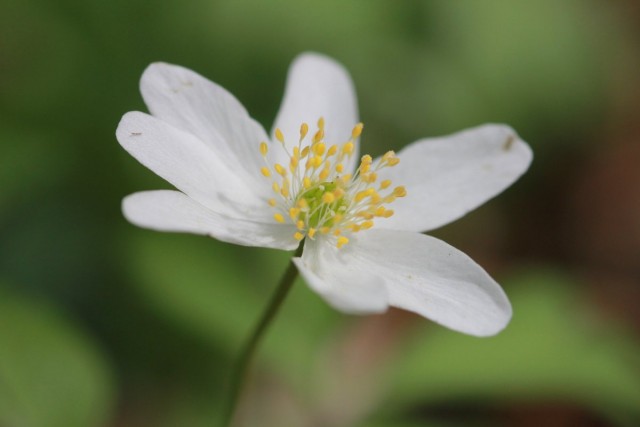 Ветреница дубравная (лат. Anemone nemorosa) Ветреница дубравная (лат. Anemone nemorosa)