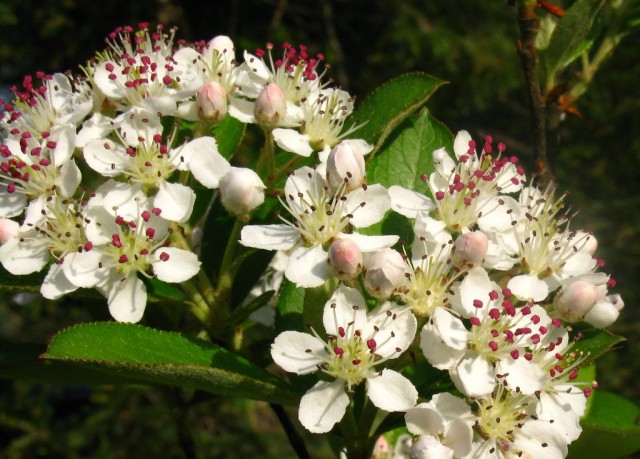 Черноплодная рябина (лат. Aronia melanocarpa) Черноплодная рябина (лат. Aronia melanocarpa)