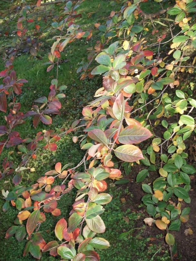 Черноплодная рябина (лат. Aronia melanocarpa) Черноплодная рябина (лат. Aronia melanocarpa)