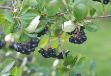 Черноплодная рябина (лат. Aronia melanocarpa)