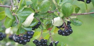Черноплодная рябина (лат. Aronia melanocarpa)