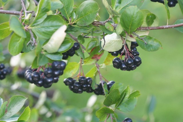 Черноплодная рябина (лат. Aronia melanocarpa) Черноплодная рябина (лат. Aronia melanocarpa)