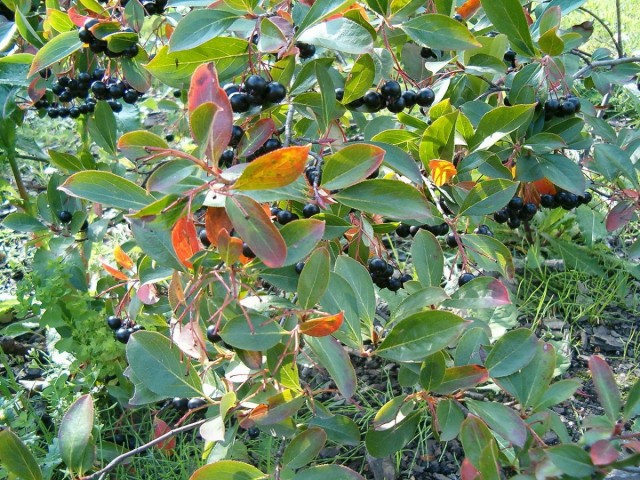 Черноплодная рябина (лат. Aronia melanocarpa) Черноплодная рябина (лат. Aronia melanocarpa)