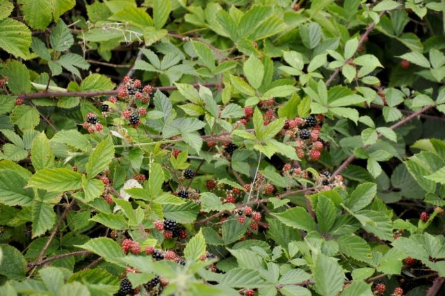 Ежевика (Rubus fruticosus L.)