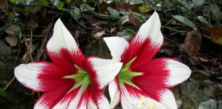 Гиппеаструм Леопольда (Нippeastrum leopoldii)