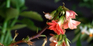 Панацея, или каланхоэ в доме - Комнатные растения Цветение каланхоэ