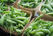 Горох — посадка, уход, сорта - Сад и огород Горох (Pea)