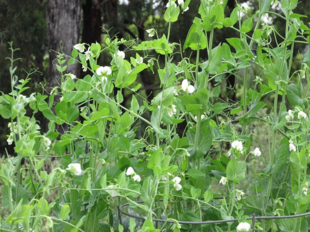 Горох (Pea) Горох (Pea)