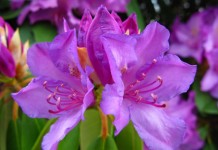 Цветок Рододендрона