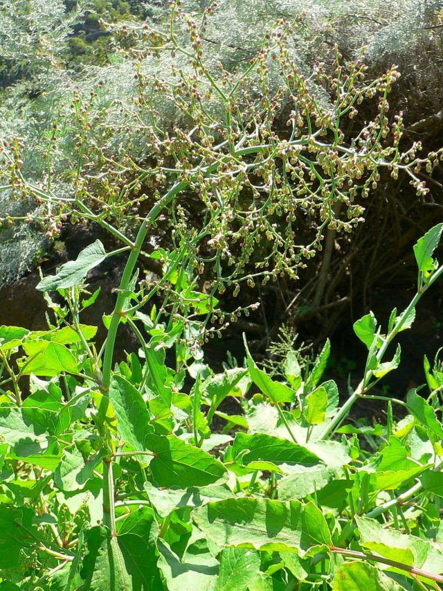 Когда начинается массовое образование цветочных стрелок, уборку щавеля прекращают, а стрелки срезают, чтобы не ослабить растения Когда начинается массовое образование цветочных стрелок, уборку щавеля прекращают, а стрелки срезают, чтобы не ослабить растения