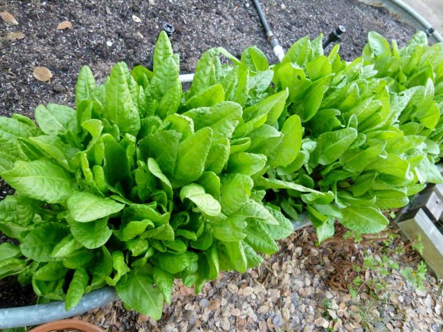 Наиболее дружные всходы щавеля — при весеннем сроке сева Наиболее дружные всходы щавеля — при весеннем сроке сева