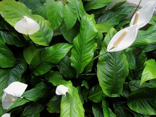 Спатифиллум обильноцветущий (Spathiphyllum floribundum) Спатифиллум обильноцветущий (Spathiphyllum floribundum)