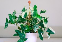 Сингониум (Syngonium) - красивая быстрорастущая лиана с многочисленными эффектными листьями