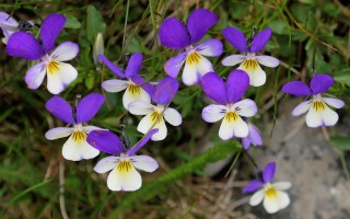 Анютины глазки, или Фиалка трёхцветная (Viola tricolor) Анютины глазки, или Фиалка трёхцветная (Viola tricolor)