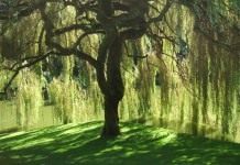 Ива: виды и сорта - Цветник и ландшафт Ива белая, или Ива серебристая, Ветла