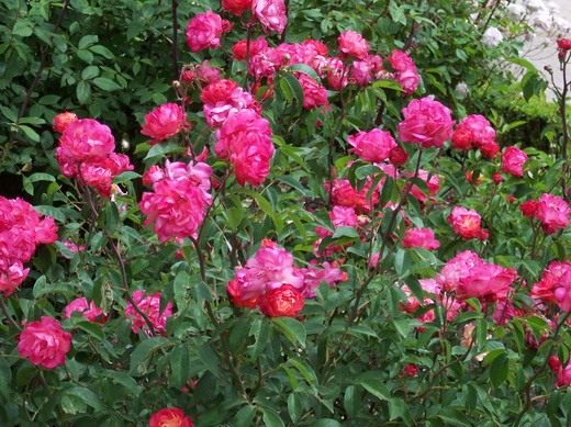 Роза Флорибунда (Rose Floribunda) Роза флорибунда "Leonie Lamesch"