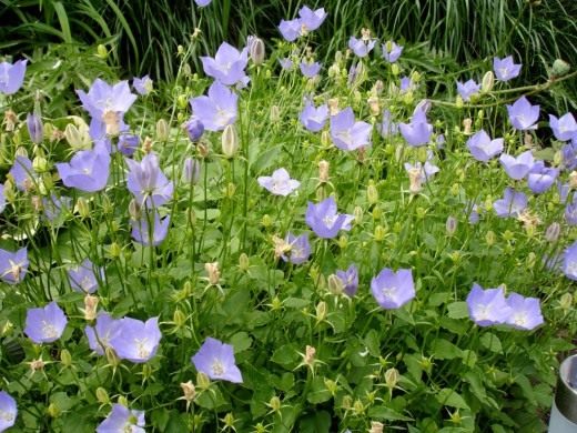 Колокольчик карпатский (Campanula carpatica) Колокольчик карпатский (Campanula carpatica)