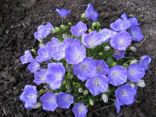 Колокольчик карпатский (Campanula carpatica) Колокольчик карпатский (Campanula carpatica)