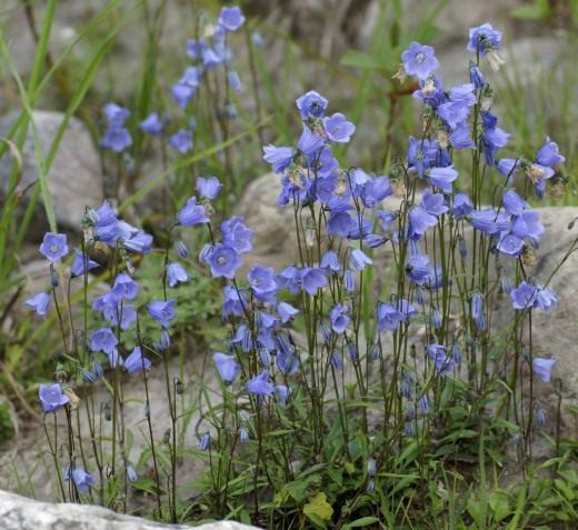 Колокольчик ложечницелистный (Campanula cochleariifolia) Колокольчик ложечницелистный (Campanula cochleariifolia)