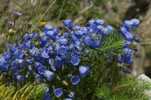Колокольчик ложечницелистный (Campanula cochleariifolia) Колокольчик ложечницелистный (Campanula cochleariifolia)