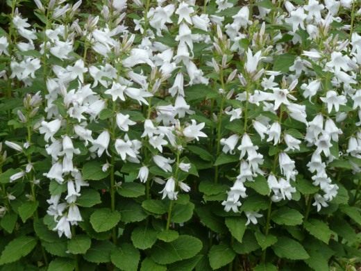 Колокольчик молочноцветковый (Campanula latifolia) Колокольчик молочноцветковый (Campanula latifolia)