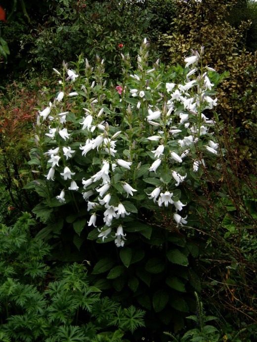 Колокольчик молочноцветковый (Campanula latifolia) Колокольчик молочноцветковый (Campanula latifolia)
