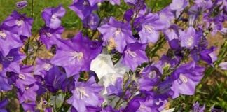 Колокольчик персиколистный (Campanula persicifolia)