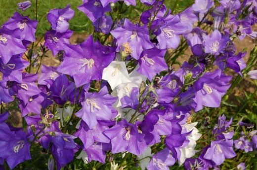 Колокольчик персиколистный (Campanula persicifolia) Колокольчик персиколистный (Campanula persicifolia)