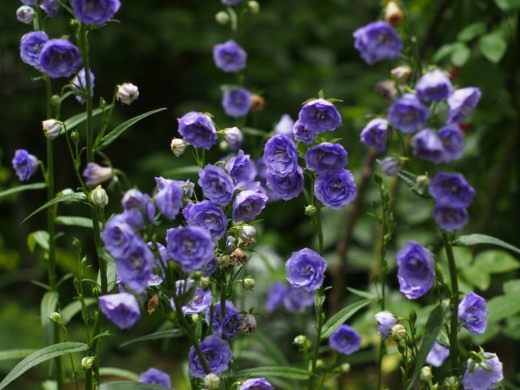 Колокольчик персиколистный (Campanula persicifolia) Колокольчик персиколистный (Campanula persicifolia)
