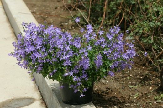 Колокольчик Пожарского (Campanula poscharskyana) Колокольчик Пожарского (Campanula poscharskyana)