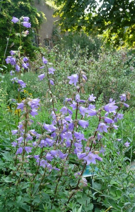 Колокольчик крапиволистный (Campanula trachelium) Колокольчик крапиволистный (Campanula trachelium)