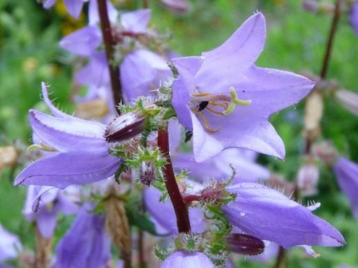 Колокольчик крапиволистный (Campanula trachelium) Колокольчик крапиволистный (Campanula trachelium)