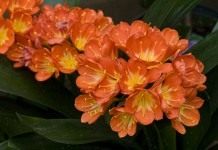 Кливия (Clivia)