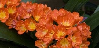 Кливия (Clivia)
